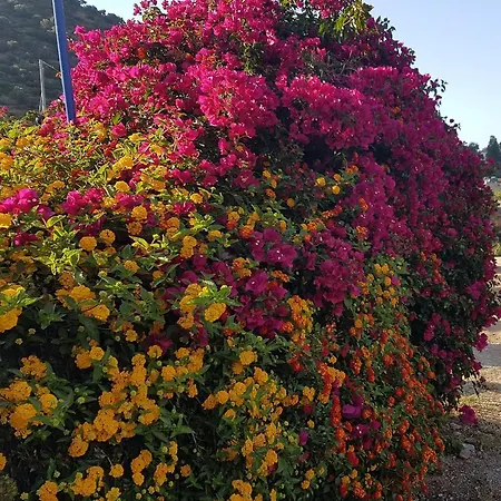 Sea Flower Bali Crete Vlikhadha