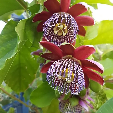 Villa Sea Flower Bali Crete *